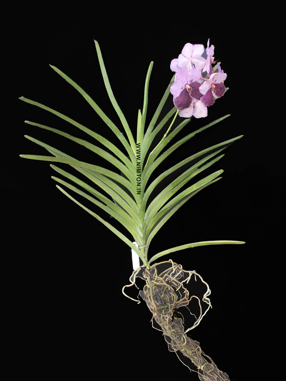 Vanda (Imported Orchid Plant with Flower) | Nimton Sales and Distribution  Pvt Ltd